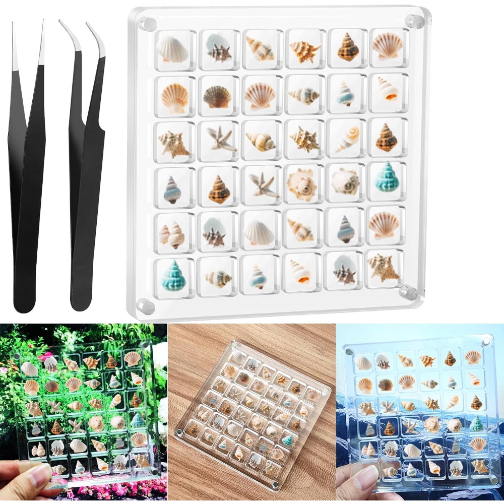 Clear Acrylic Magnetic Seashel - Display Case Acrylic recension och pris